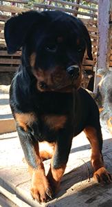 AKC ROTTWILLER PUPPY