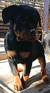 AKC ROTTWILLER PUPPY
