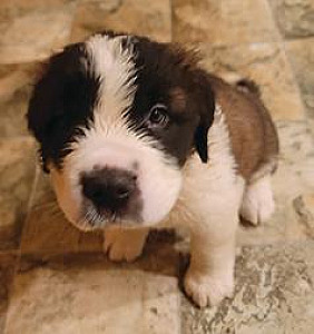 SAINT BERNARD PUPPIES