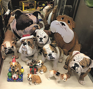 BULLDOGS ARE READY FOR VALENTINE'S DAY ARE YOU?