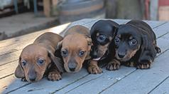 MINI DACHSHUND PUPPIES