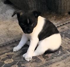 MALE CHIHUAHUA PUPPY