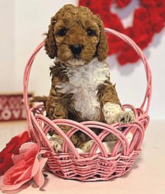 MINIATURE GOLDENDOODLES