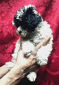 MALTIPOO PUPPIES