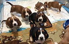 CKC REG BASSET HOUND PUPPIES
