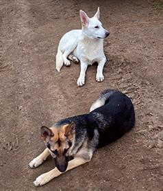 THREE FEMALE GERMAN SHEPHERD HUSKY CROSS PUPPIES