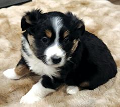 ASDR MINI AUSSIE PUPPY