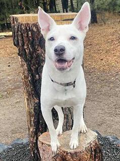 FEMALE BLUE HEELER MIX READY FOR HER FOREVER HOME