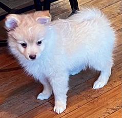 PUREBRED POMERANIANS