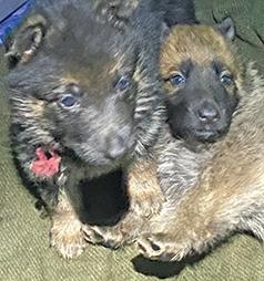 EIGHT WEEK OLD GERMAN SHEPHERD PUPPIES
