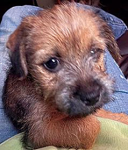 LOVING & AMBITIOUS JACK RUSSELL TERRIER MALE PUPPIES