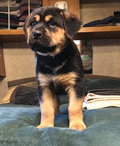 MASTIFF/ ROTTWEILER PUPPIES