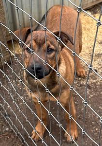 ROTTWEILER BELGIAN MALE MIX