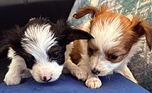PAPILLON PUPPIES 