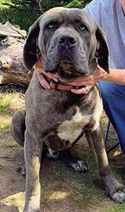 MISSING DOG, CRESTON AREA SINCE JANUARY 1