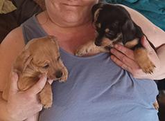 CHIWEENIE PUPPIES