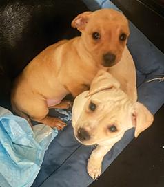 MINIATURE PINSCHER/ DACHSHUND PUPPIES