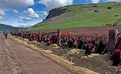 MCCANN RED ANGUS BULL SALE