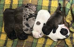 FRENCH BULLDOG PUPPIES