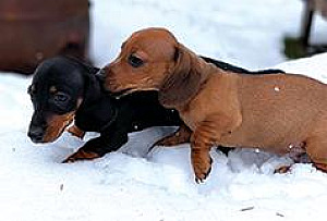 BEAUTIFUL MINI DACHSHUND PUPPIES