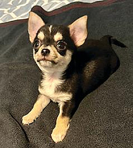 BEAUTIFUL PUREBRED SHORT HAIR MALE CHIHUAHUA PUPPY