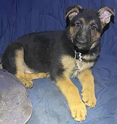 TEN WEEK GERMAN SHEPHERD PUPPIES!