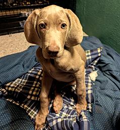 PUREBRED MALE WEIMARANER