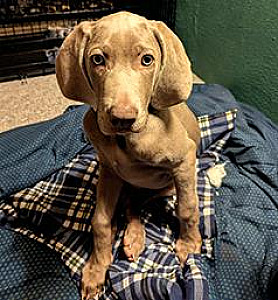 PUREBRED MALE WEIMARANER