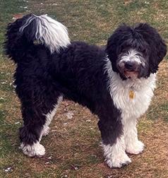 AUSSIEDOODLE SPAYED FEMALE