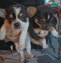 TWO PUREBRED MALE CHIHUAHUAS