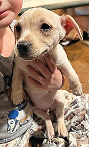 MINIATURE PINSCHER/ DACHSHUND PUPPIES