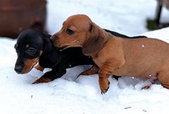 BEAUTIFUL MINI DACHSHUND PUPPIES