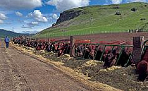 MCCANN RED ANGUS BULL SALE