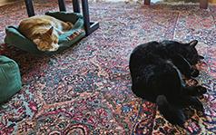 TWO 5 YEAR OLD NEUTERED MALE CATS