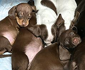 FIVE MINIATURE DACHSHUNDS