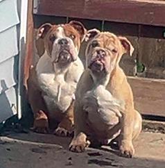 AKC REGISTERABLE ENGLISH BULLDOG PUPPIES