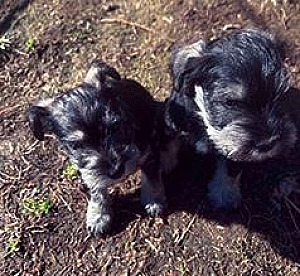 AKC MINIATURE SCHNAUZER PUPPIES