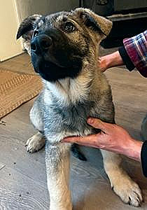 PUREBRED GERMAN SHEPHERD PUPPIES