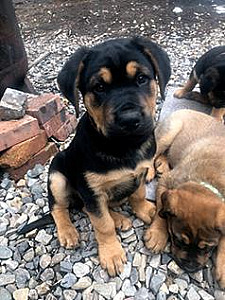 MASTIFF ROTTWEILER PUPPIES