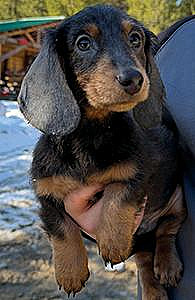 PUREBRED MINI DACHSHUND PUPPIES 