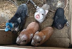 MINI PIGS, READY TO GO!