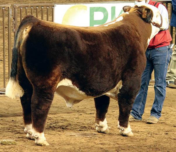 18TH ANNUAL NORTHWEST HEREFORD BREEDERS BULL SALE 