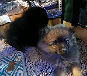 POMERANIAN PUPPIES PUREBRED, NO PAPERS