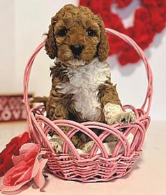 MINIATURE GOLDENDOODLES