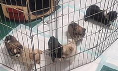 PEKINGESE/ POMERANIAN/ CHIHUAHUA MIX PUPPIES