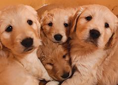 F1B GOLDENDOODLES