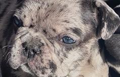 FRENCH BULLDOG PUPPIES