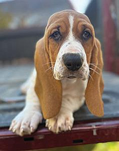 PUREBRED BASSET HOUND PUPPY
