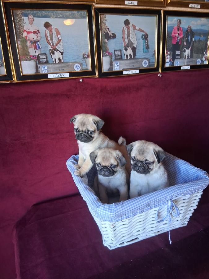 AKC PUG PUPPIES