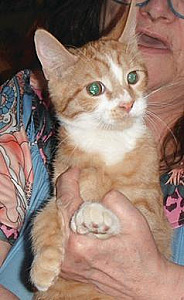 THREE OLDER KITTENS LEFT!